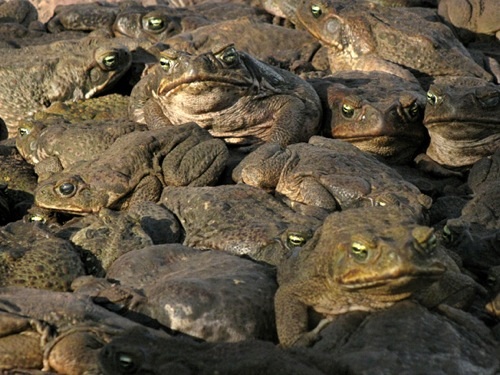 lots-of-toads.jpg