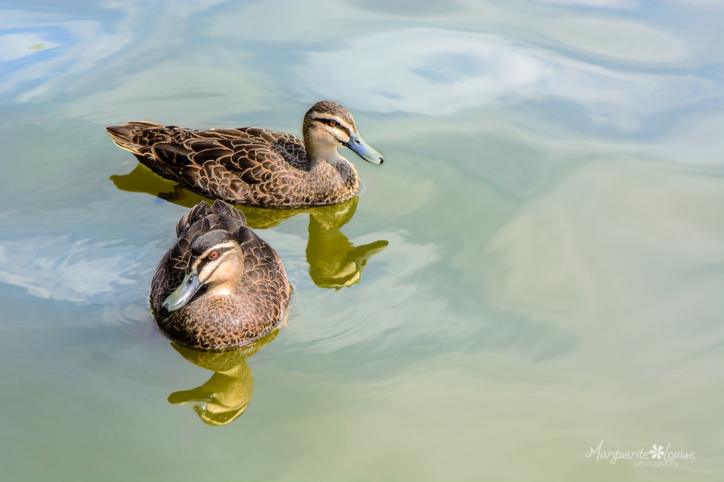 Ducks on Pond